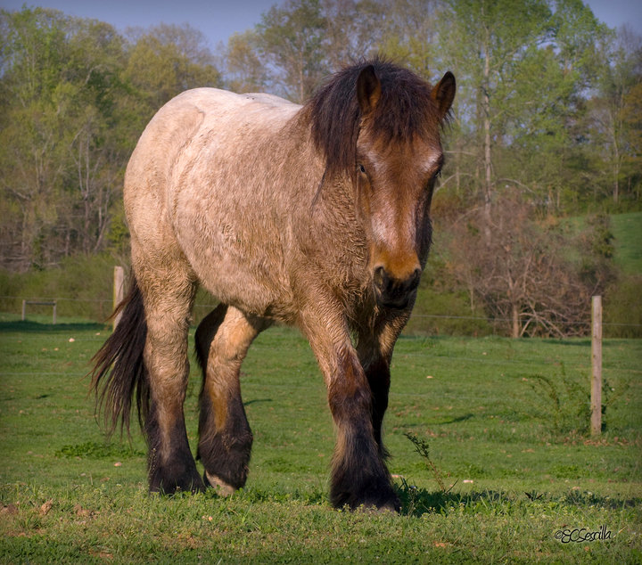 Ardennes Horse For Sale